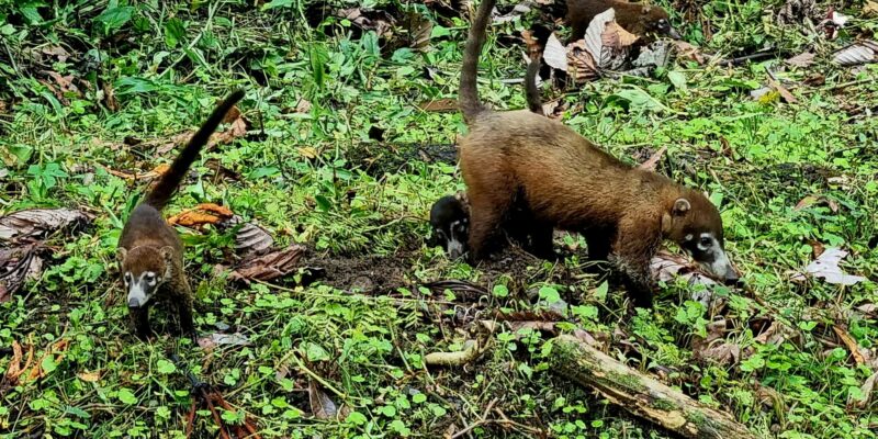Weissrüssel-Nasenbär - Costa Rica