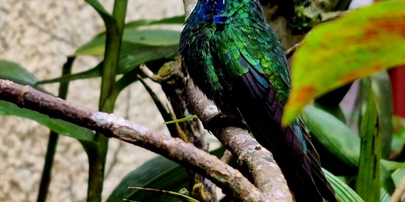 Costa Rica - Zwergveilchenohr-Kolibri
