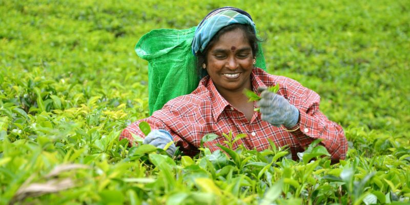 Teeplantagen in Sri Lanka